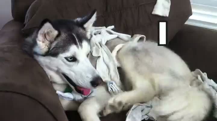 Watch I'm A Dog And I Like Socks Video