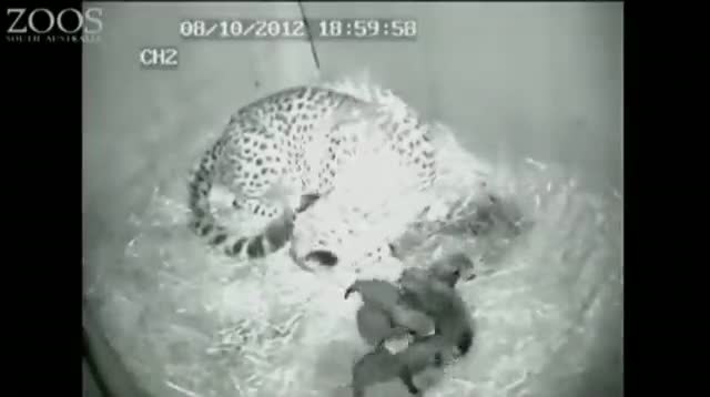 Watch Newborn Cheetah Cubs Make Public Debut at Zoo Video