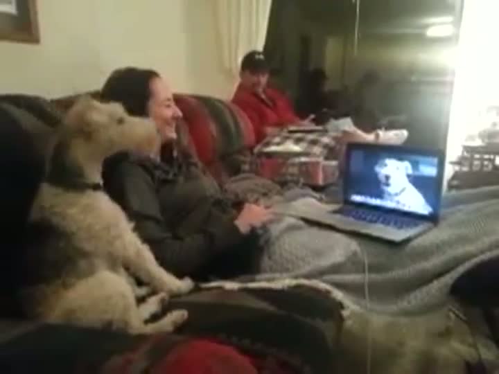 Watch  Dog Skypes With Another Dog Video