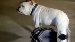 Watch Blues Scootin' Bulldog Video