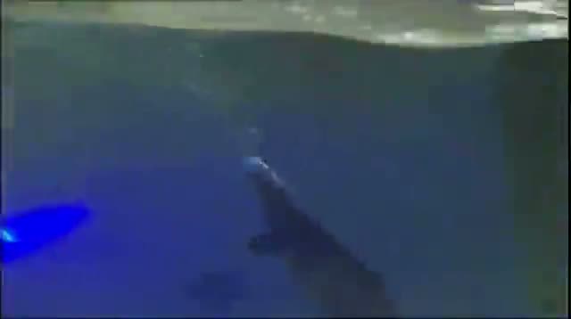 Watch In Australia, Go Paddling With Platypus Video