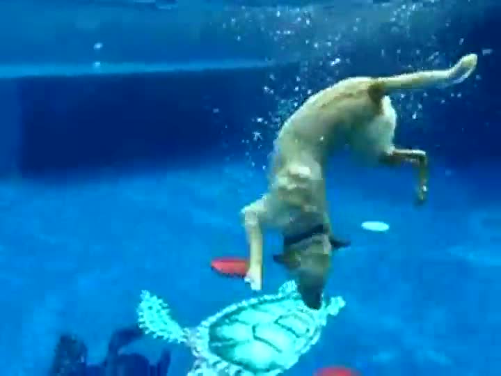 Watch Dog Dives For 2 Frisbees Video