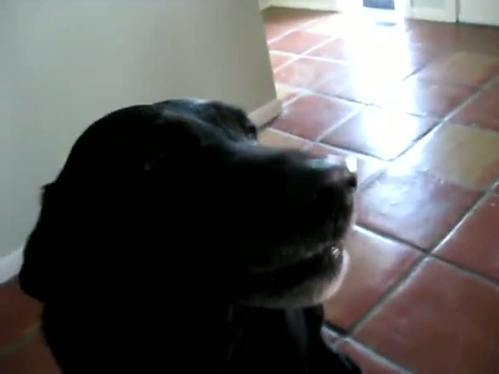 Watch Spoon Dog Plays The Spoon Video