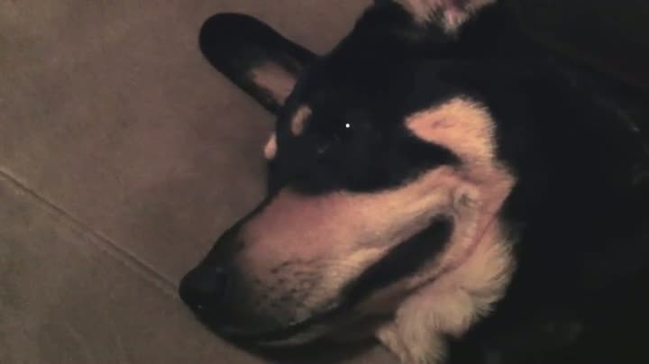 Watch Sarcastic Smiling Dog! Video