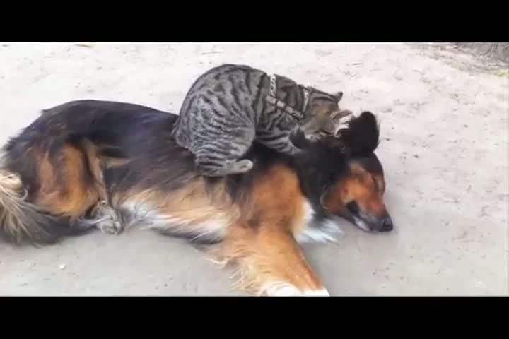 Watch Cat Massages Sleeping Dog Video