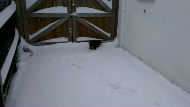 Watch Cat meets snow Video
