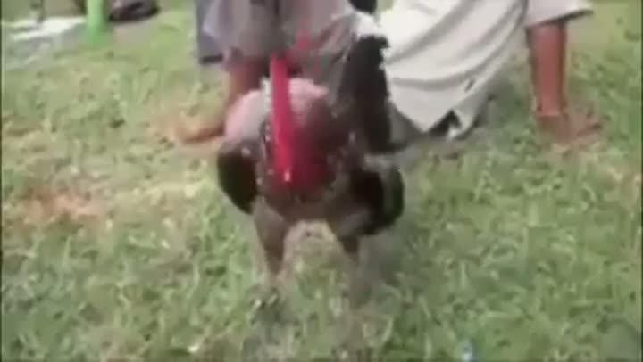 Watch Laughing Cock Video