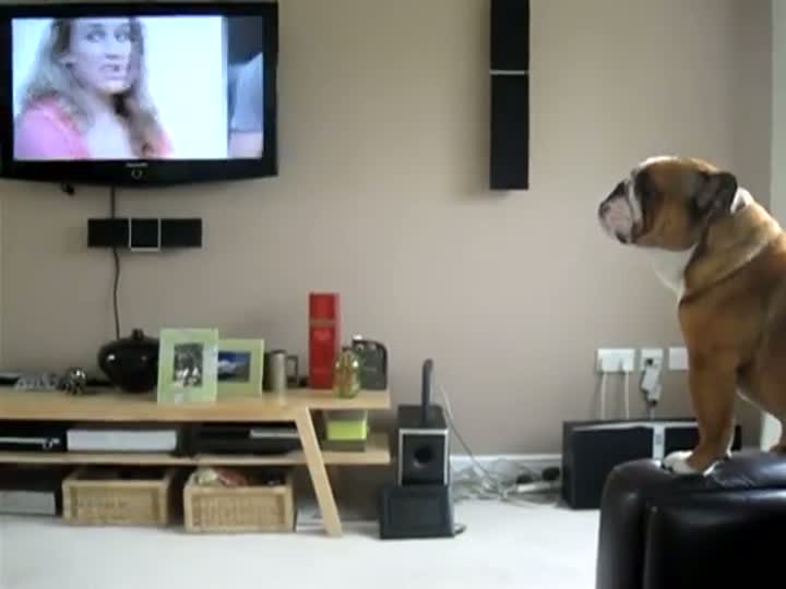 Watch Dog Thinks He Is An Elephant Video