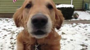 Watch What Is The Best Part Of This Mailman's Day? Video
