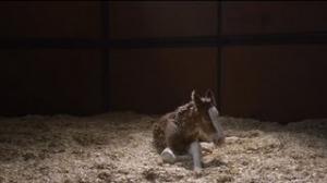 Watch 2013 Budweiser Super Bowl Ad - The Clydesdales: "Brotherhood" Video