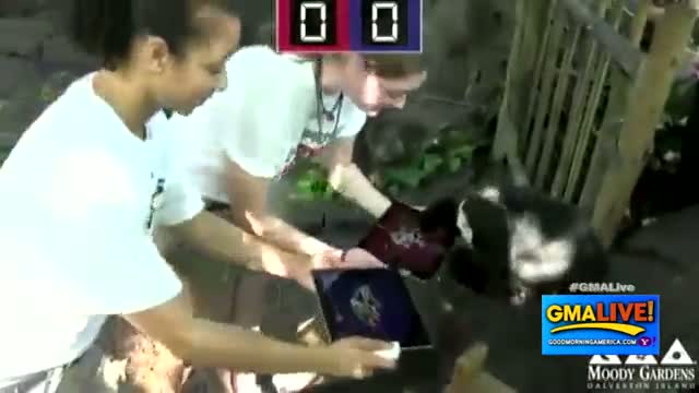Watch Super Bowl 2013 Predictions: Monkeys Guess Outcome of San Francisco 49ers, Baltimore Ravens Game Video