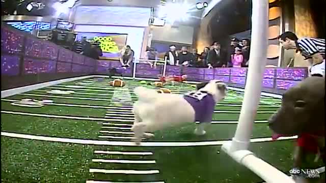 Watch Super Bowl 2013 Inspires Puppy Bowl: Sneak Peek at Doggie Football Event Video