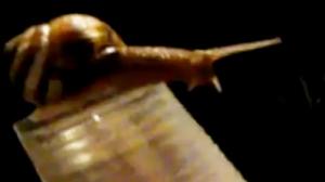 Watch Snail Got Swagger Video