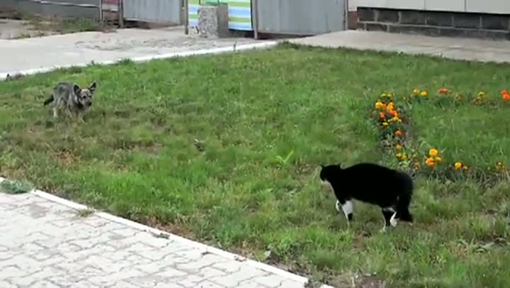 Watch Epic Dog vs. Cat Stand Off Video