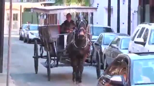 Watch Sights and Sounds: Big Easy Getting Wild Video Video