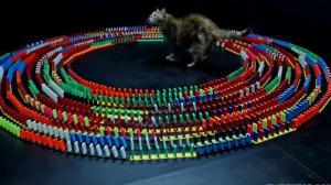 Watch Is This The Best Cat Toy Ever? Video