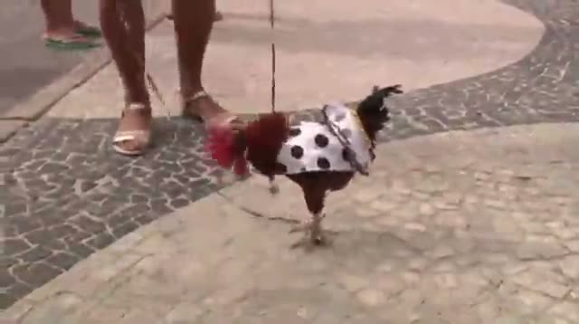 Watch Carnival Party for Dog Lovers in Rio Video