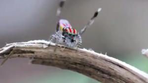 Watch Funny Animal Mating Rituals Video