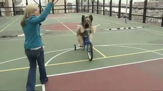 Watch Forget Fetch, Norman the Dog Rides a Scooter Video