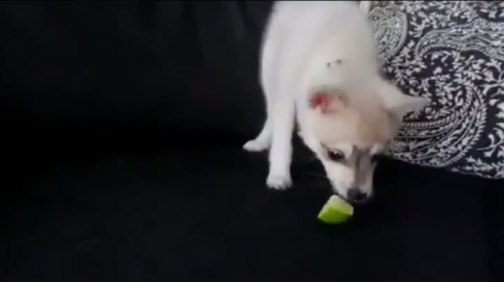 Watch Dog Freaks Over Lime Video