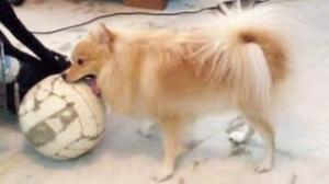 Watch Cute Dog Playing Soccer Video