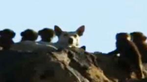 Watch Baboons Kidnap and Raise Feral Dogs as Pets Video