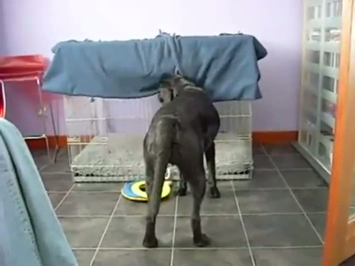 Watch Dog Tucks Itself In Video