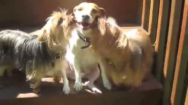 Watch Happy Kiss Day - Puppy Kisses - National Kiss Day! - Happy Valentines Day Video