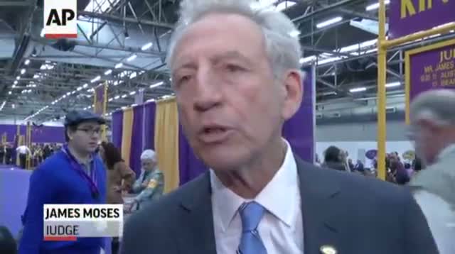 Watch Westminster Dog Show Underway in New York Video