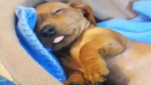 Watch Sleepy Doggies! Video