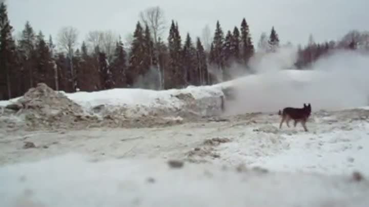 Watch How Russian Dogs Are Born Video