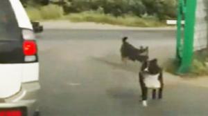Watch A Dog Named Lucky Video