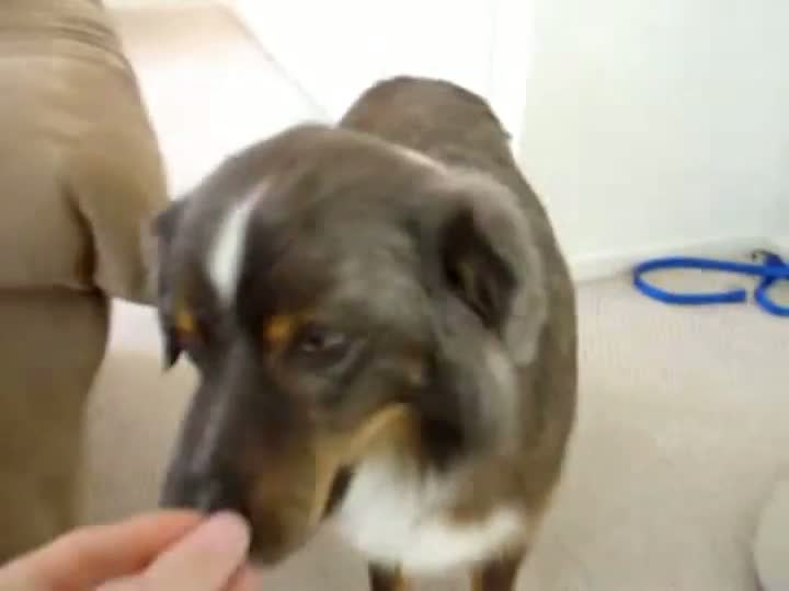 Watch Dog Fetches Beer Video