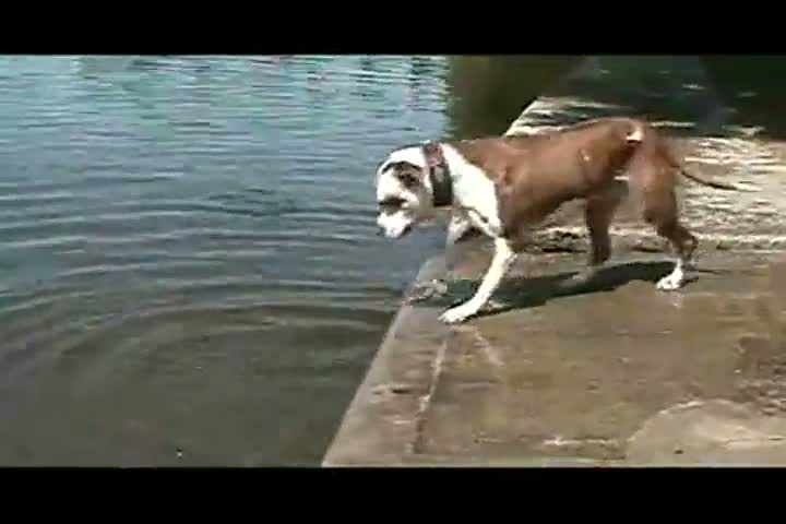 Watch Poor Dog Learns Physics the Hard Way Video