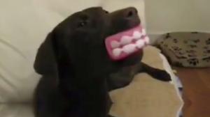 Watch Dog Plays The Blues Video