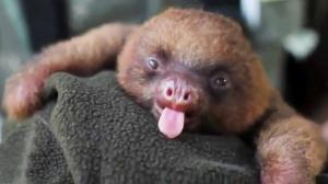 Watch Animal Cuteness Overload Video