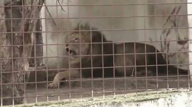 Watch Lions Removed From Gangster's Property Video