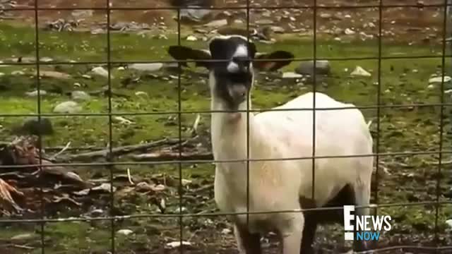 Watch Taylor Swift Duets With a Goat Video
