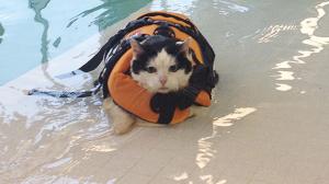 Watch News Anchor Loses It During Fat Cat Coverage Video