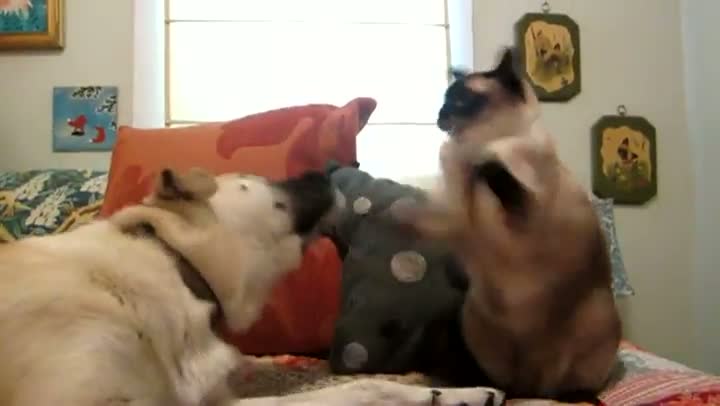 Watch Dog Get's Pwned in Dog vs Cat Boxing Video