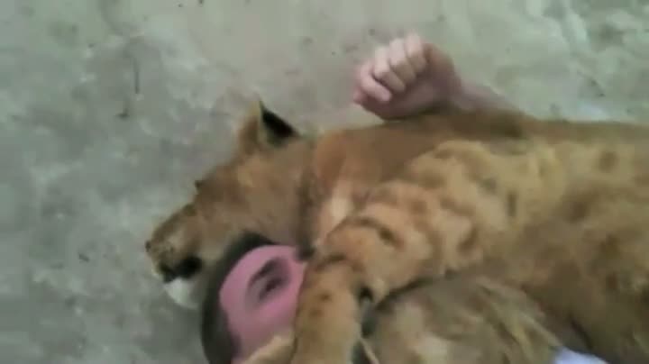 Watch What To Do If A Lion Sleeps On You Video