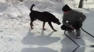Watch Guy Gets Peed On By Sneaky Dog Video