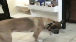 Watch Awesome Dog Fetches a Beer Video