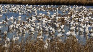 Watch Snow Geese On The Move Video