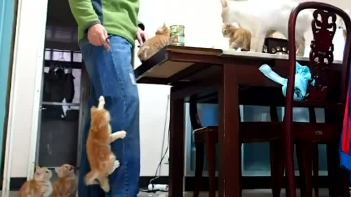 Watch Climbing Kittens Video