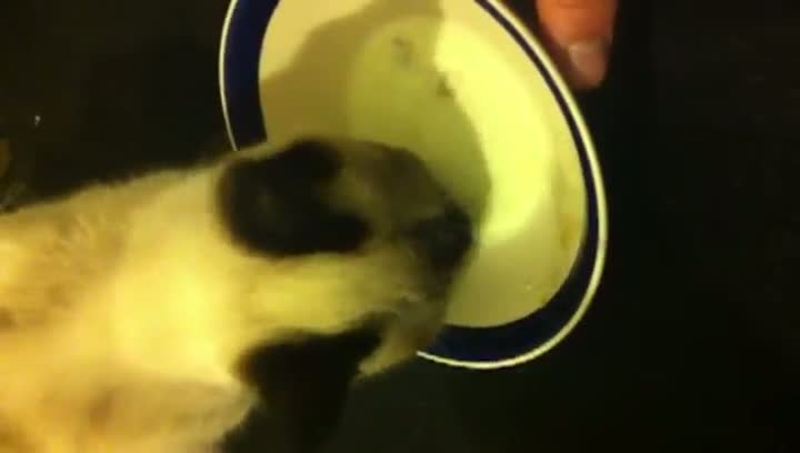 Watch This Cat Really Loves Milk Video
