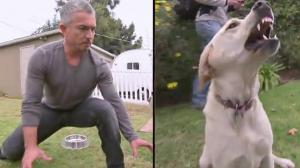 Watch Dog Whisperer Gets Owned Video