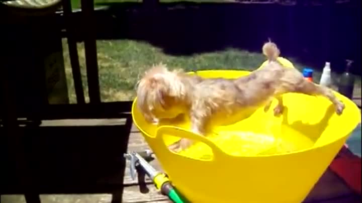 Watch Dirty Dog Avoids Bath Video