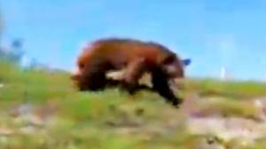 Watch Bear Stalks Man Video