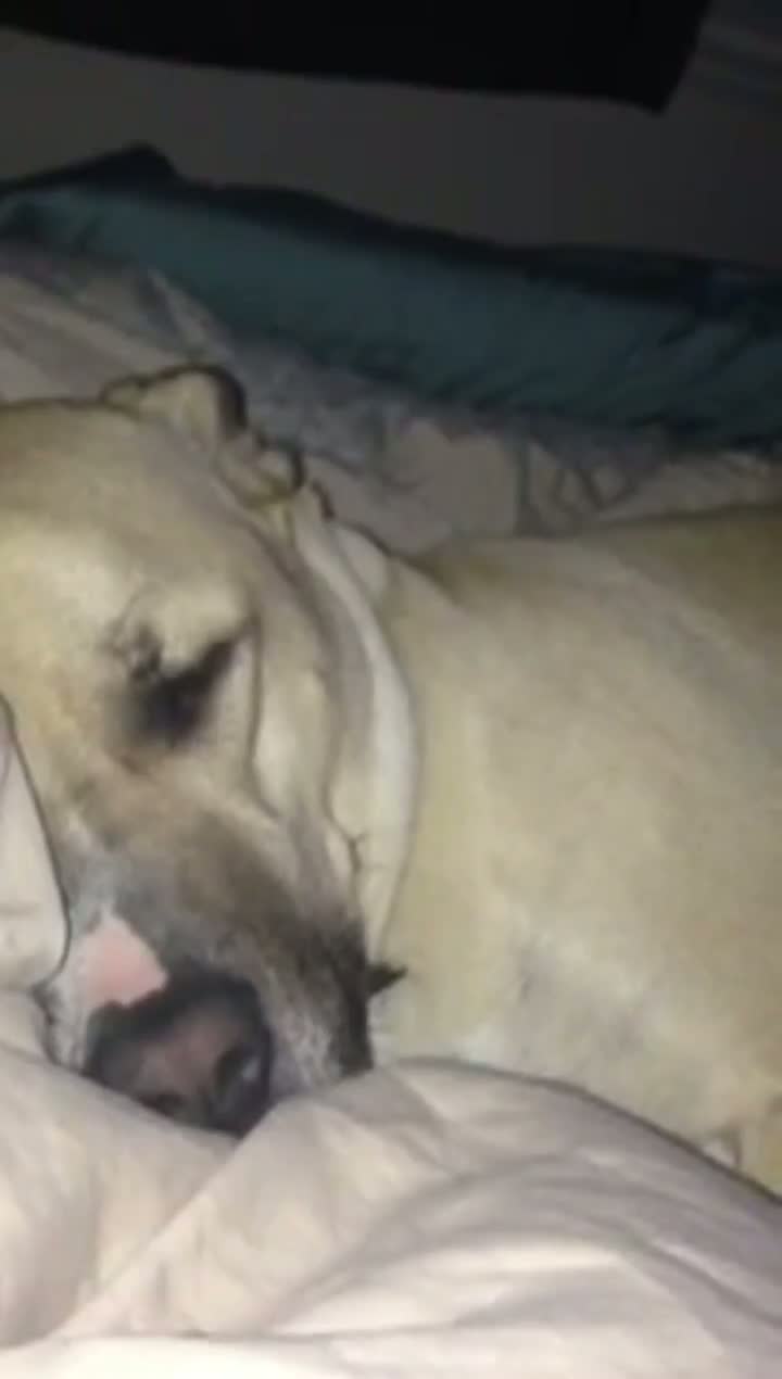 Watch Dog Snores Like Donald Duck Video